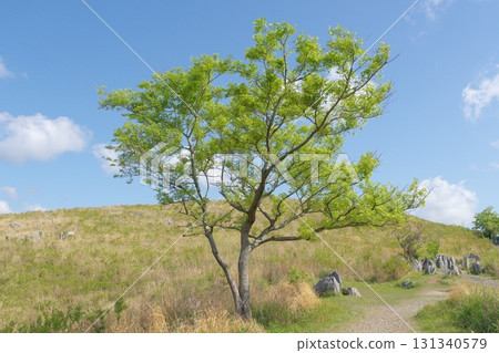 Akiyoshidai with dead grass in the spring of 2025 131340579