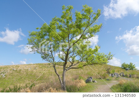 Akiyoshidai with dead grass in the spring of 2025 131340580
