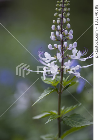 Cat's whiskers are in bloom. The scientific name is Orthosiphon aristatus. Cat's whiskers are in bloom. The scientific name is Orthosiphon aristatus. 131340598