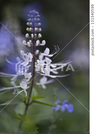 Cat's whiskers are in bloom. The scientific name is Orthosiphon aristatus. Cat's whiskers are in bloom. The scientific name is Orthosiphon aristatus. 131340599