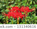 Cluster amaryllis 131340616