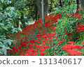 Cluster amaryllis 131340617
