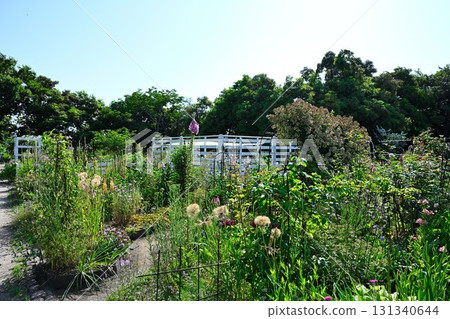 Nigorikawa Park Flower Field (Niigata Prefecture) 131340644