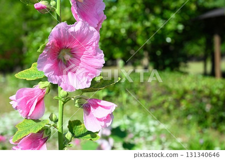 Nigorikawa Park Flower Field (Niigata Prefecture) Nigorikawa Park Flower Field (Niigata Prefecture) 131340646