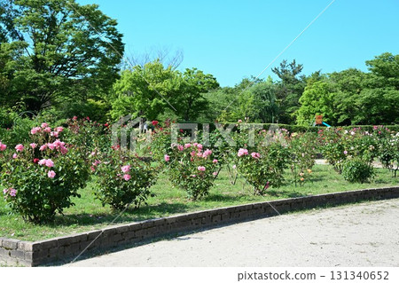 Nigorikawa Park Flower Field (Niigata Prefecture) 131340652