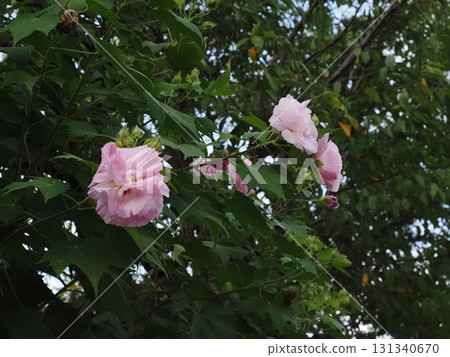 粉紅色的芙蓉花(午後在吉野川路邊看到的芙蓉花) 粉紅色的芙蓉花(午後在吉野川路邊看到的芙蓉花) 131340670