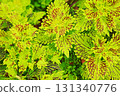 Clean leaves 131340776
