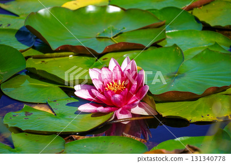 Pink water lily flowers 131340778