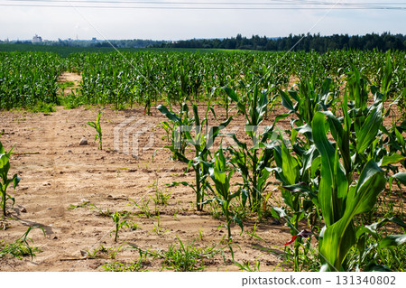 In a vast field, corn plants are growing abundantly in the dirt 131340802