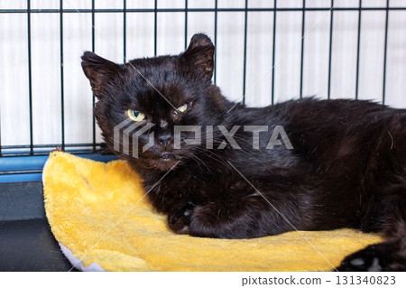 A black cat comfortably laying on a yellow blanket inside a cage A black cat comfortably laying on a yellow blanket inside a cage 131340823