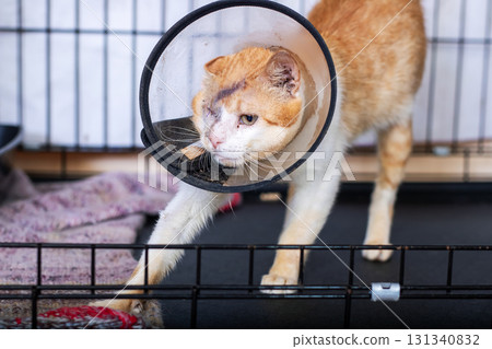 A cute cat wearing a plastic cone device around its neck for recovery A cute cat wearing a plastic cone device around its neck for recovery 131340832