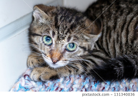 A cute kitten lies on a blanket, curiously gazing at the camera A cute kitten lies on a blanket, curiously gazing at the camera 131340836
