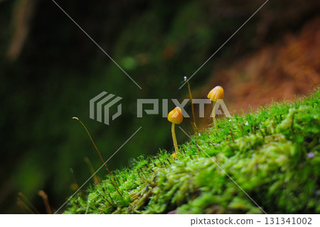 蘑菇父母和孩子 131341002