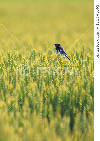 夏季麥田和石鴴 夏季麥田和石鴴 131341069