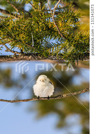 A Hokkaido wild bird, the long-tailed tit, perched on a twig 131341073