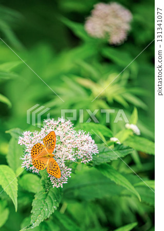 一隻蛺蝶在粉紅色花朵上翩翩起舞 131341077