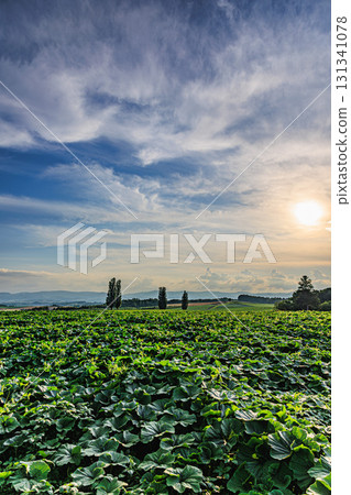 在美瑛縣秀日市的山丘上，夏天的田野和蔚藍的天空 131341078