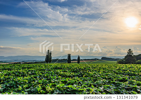陽光與雲彩映襯下的美瑛田園風光 陽光與雲彩映襯下的美瑛田園風光 131341079