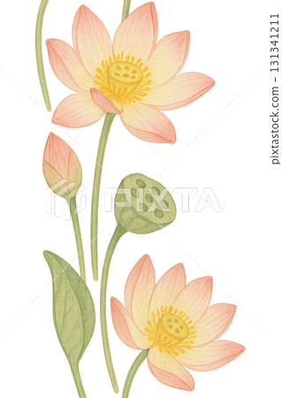 Lotus flowers for mid autumn festival, isolated on transparent background 131341211