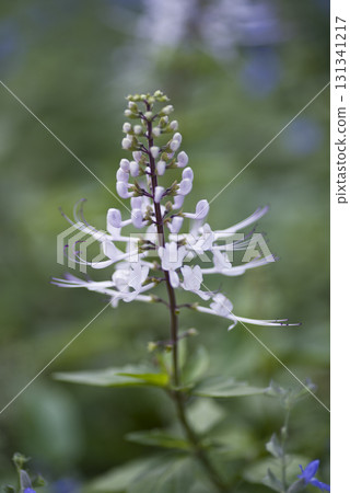 Cat's whiskers are in bloom. The scientific name is Orthosiphon aristatus. Cat's whiskers are in bloom. The scientific name is Orthosiphon aristatus. 131341217