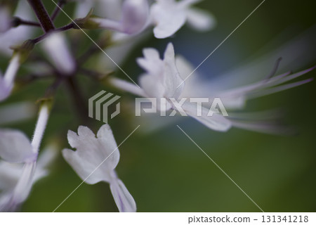 Cat's whiskers are in bloom. The scientific name is Orthosiphon aristatus. Cat's whiskers are in bloom. The scientific name is Orthosiphon aristatus. 131341218