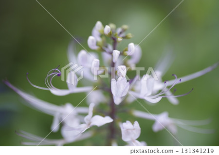 Cat's whiskers are in bloom. The scientific name is Orthosiphon aristatus. Cat's whiskers are in bloom. The scientific name is Orthosiphon aristatus. 131341219