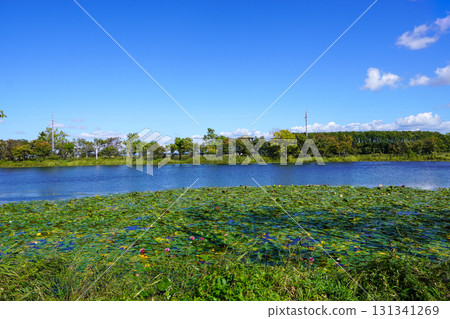 眺望Herabu廣場背後的沼澤（岩見澤市北村北村中央公園） 131341269