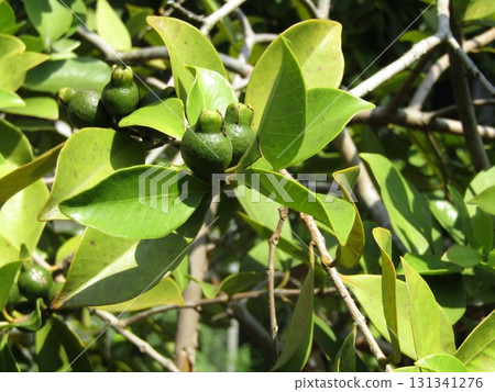 Dark green unripe guava fruit 131341276