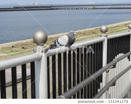 一隻鴿子在檢見川海灘的扶手上休息 一隻鴿子在檢見川海灘的扶手上休息 131341279