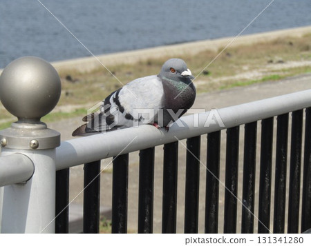 一隻鴿子在檢見川海灘的扶手上休息 一隻鴿子在檢見川海灘的扶手上休息 131341280