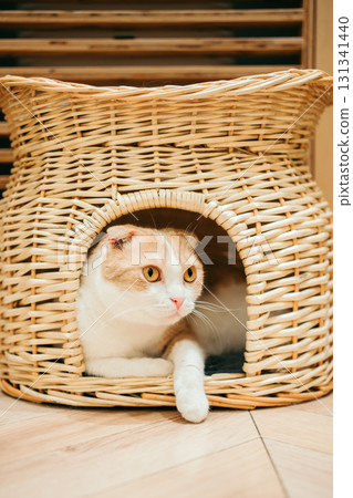 Cat cafe cat Scottish fold 131341440