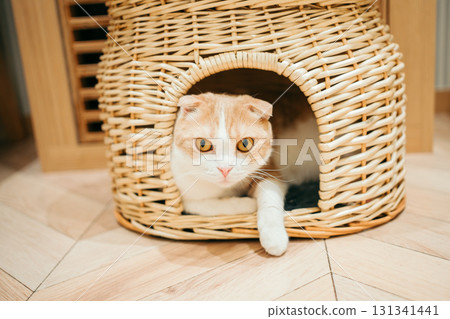 Cat cafe cat Scottish fold 131341441