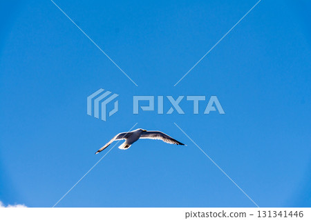 Seagulls flying gracefully under the blue sky and bright sunshine on Fuerteventura in the Canary Islands Seagulls flying gracefully under the blue sky and bright sunshine on Fuerteventura in the Canary Islands 131341446