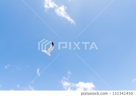 Seagulls flying gracefully under the blue sky and bright sunshine on Fuerteventura in the Canary Islands 131341450