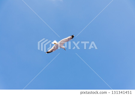 Seagulls flying gracefully under the blue sky and bright sunshine on Fuerteventura in the Canary Islands Seagulls flying gracefully under the blue sky and bright sunshine on Fuerteventura in the Canary Islands 131341451