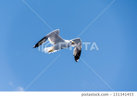 Seagulls flying gracefully under the blue sky and bright sunshine on Fuerteventura in the Canary Islands 131341455