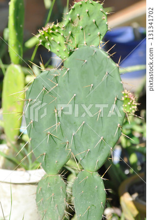 Opuntia tuna, Angiosperms or Opuntia or Cactaceae or Tuna Cactus or Prickly Pears Opuntia tuna, Angiosperms or Opuntia or Cactaceae or Tuna Cactus or Prickly Pears 131341702