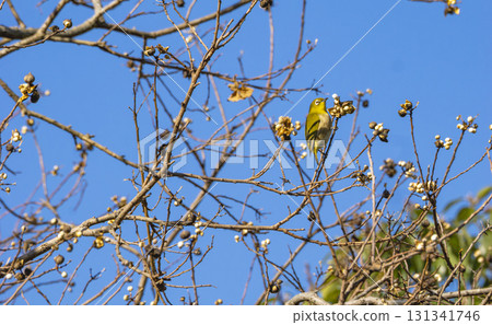 A small bird that stands out against the blue sky A small bird that stands out against the blue sky 131341746