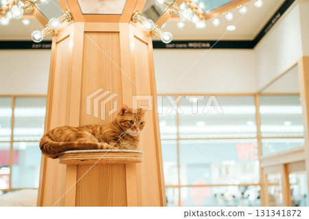cat cafe cat munchkin cat cafe cat munchkin 131341872
