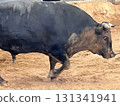 Uruma City Bullfighting 131341941