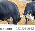 Uruma City Bullfighting 131341942