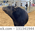 Uruma City Bullfighting 131341944