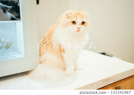 Cat cafe cat Scottish fold 131341967