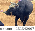 Uruma City Bullfighting 131342007