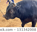Uruma City Bullfighting 131342008