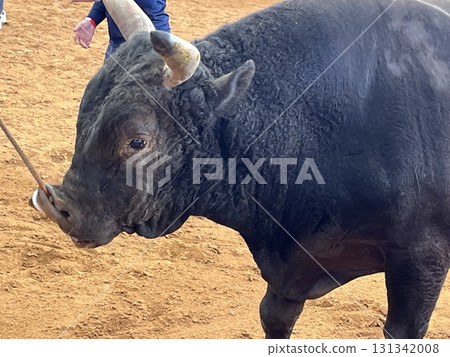 宇流麻市鬥牛 131342008