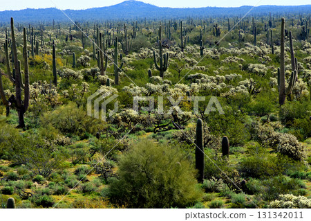 Landscape Sonoran Desert Arizona 131342011