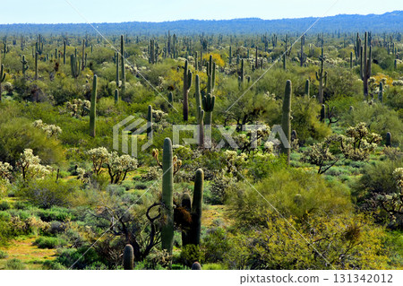 Landscape Sonoran Desert Arizona Landscape Sonoran Desert Arizona 131342012