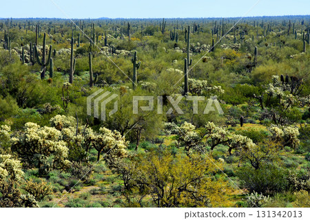 Landscape Sonoran Desert Arizona 131342013