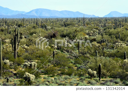 Landscape Sonoran Desert Arizona Landscape Sonoran Desert Arizona 131342014